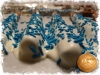 DGP_BlueJimmy_WBaseNoSwirls
