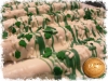 DGP_Clover_WBaseMilkSwirls